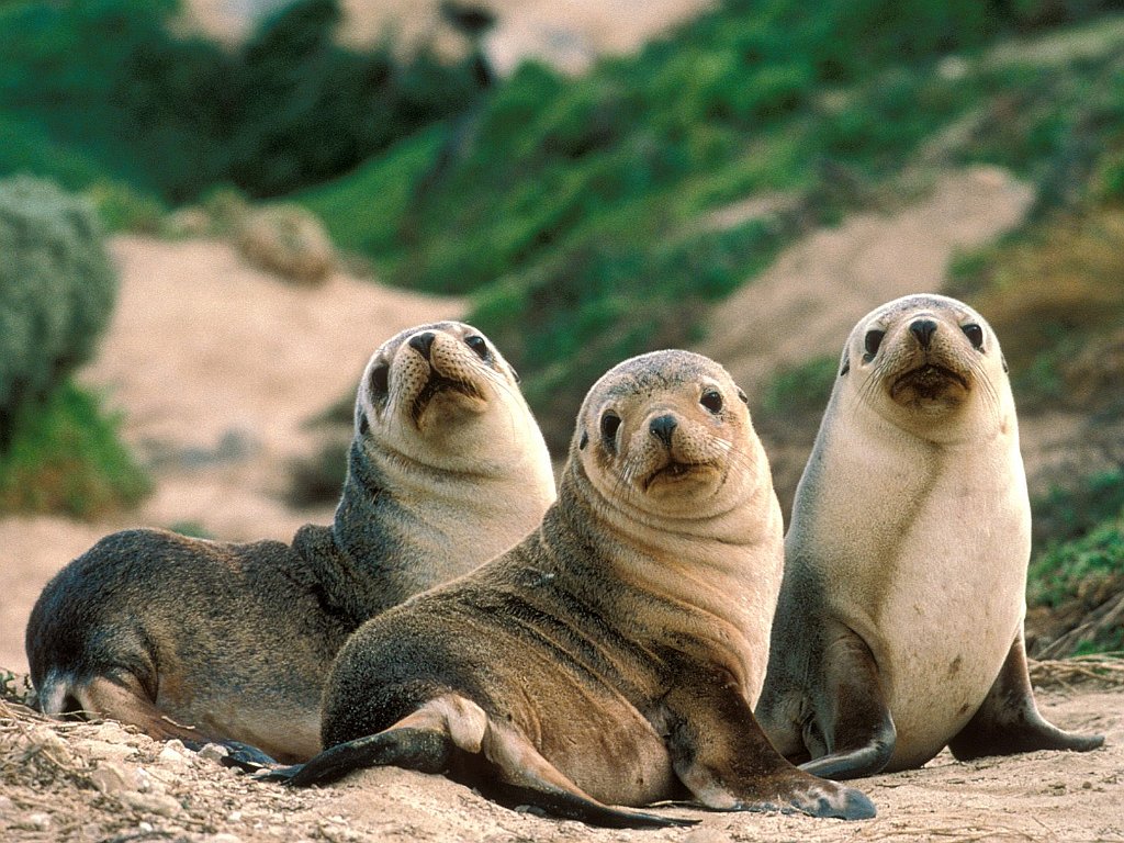 Three Pups on a Sandy Beach, Australia